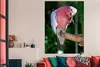 MuchoWow® Poster Roter Kakadu auf einem Holzast 120x180 cm Produktbild-Vorschau 3