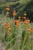 Löwenohr (Leonotis leonurus)  - 20 Samen Produktbild-Vorschau 2