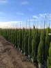 A row of potted cypress trees in a nursery or garden center. Podgląd zdjęcia produktu