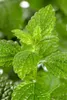 Melissa officinalis, Zitronenmelisse, aromatisch, ca. 11x11 Produktbild-Vorschau 12