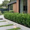 Green boutiQ - 40x Euonymus japonica Green Spire - Produktbild-Vorschau 5