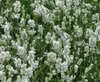Stauden Gänge 1 x Lavandula angustifolia 'Alba' - Echter Produktbild-Vorschau 3