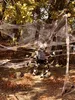 Halloween decorations with fake spiderwebs and spiders are set up in a wooded area with trees and fallen leaves. Produktbild-Vorschau