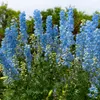 Bloomique - Lot de 3 - Delphinium Magic Fountains Bleu Ciel Voir les images du produit 1