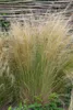 Stipa tenuissima 'Ponytails', Ziergras, ca. 1L Topf Produktbild-Vorschau 13