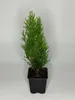 200 Stück, 25-30cm, Topf 9cm, Lebensbaum Thuja occidentalis Produktbild-Vorschau 2