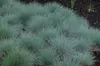 A patch of blue fescue grass in a garden setting. Produktbild-Vorschau