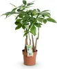 Green BoutiQ - Green, c'est... Plantes d'intérieur - Voir les images du produit 2