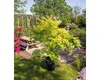 Japanse esdoorn 'Orange Dream', oranje bladkleur. Hoogte: Productafbeelding-voorbeeld 5