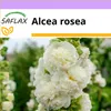 SAFLAX - Malwa biała - 100 Nasiona - Alcea rosea Podgląd zdjęcia produktu 4