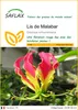 SAFLAX  - Lis de Malabar - 15 graines - Gloriosa Voir les images du produit 1