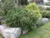 Bergkiefer ´MUGHUS´ 15-20 cm, Cont. 2,5 l Produktbild-Vorschau 2
