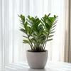 Zamiokulkas - Zamioculcas Zamiifolia - Wysokość 55-65cm - Podgląd zdjęcia produktu 5