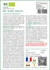 SAFLAX  -- Tomate - Reine d'or - 15 graines - Solanum Voir les images du produit 3