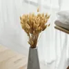 Getrocknete Hasenschwanzgras - (Lagurus) - Natur Produktbild-Vorschau 3