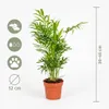 3x Mieszanka palm tropikalnych – Dypsis-Chamaedorea-Yucca – Podgląd zdjęcia produktu 7