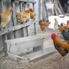 XINZI Automatické krmítko na 10 kg krmiva, krmítko pro Náhled obrázku produktu 7