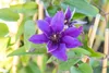 Clematis Hybride 'Multi Blue', Clematis, blau, 80–100 cm Produktbild-Vorschau 4