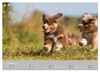 Australian Shepherd 2027 (Tischkalender 2027 DIN A5 quer), Produktbild-Vorschau 13