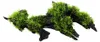 Aquarium Pflanze Vesicularia montagnei Christmas auf Wurzel Produktbild-Vorschau 4