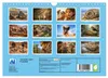 Verrückt nach Fossilien (Wandkalender 2027 DIN A4 quer), Produktbild-Vorschau 2