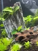 Aquarium Deko Wurzel Dragon Wood S 15-25 cm, natürliche Produktbild-Vorschau 7