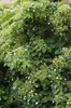 A close-up view of a climbing hydrangea plant with numerous small white flowers and green leaves. Produktbild-Vorschau