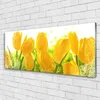 Acrylglasbilder 125x50 Wandbild Druck Tulpen Pflanzen Produktbild-Vorschau 2