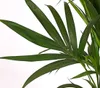 Dehner Kentia-Palme, Howea forsteriana, in Hydrokultur, Produktbild-Vorschau 4