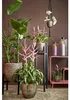 Mica Decorations Ascot Plantenstandaard XL - L38 x B38 x Productafbeelding-voorbeeld 8