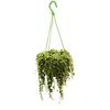 Závesná izbová rastlina Peperomia prostrata String of Náhľad obrázku produktu 1