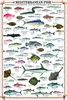 Mediterranean Fish Kunstdruck Fische des Mittelmeeres + Produktbild-Vorschau 1