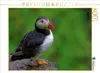 Calvendo Papageientaucher 1000 Teile Puzzle quer 640x480mm, Produktbild-Vorschau 3