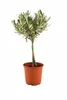 Olivenbaum Stämmchen 50–60 cm – Mediterrane Olivenpflanze Produktbild-Vorschau 5