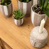 Kolibri Greens | Grünpflanze - Sukkulente Echeveria Miranda Produktbild-Vorschau 6