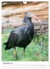 Der Waldrapp - Der etwas andere Vogel (Wandkalender 2027 Produktbild-Vorschau 15