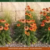 Stauden Gänge 1 x Echinacea purpurea 'Lakota Orange' - Produktbild-Vorschau 4