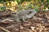 Gartenfigur Teichfigur Dekofigur Frosch Produktbild-Vorschau 5