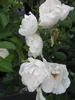Rosa Dominique Loiseau ® - Beetrose - Delbard Rose Produktbild-Vorschau 1