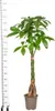 Pachira Aquatica con cesto in vimini - Altezza 120-140cm - Anteprima dell’immagine prodotto 5