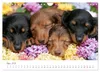Zauberhafte Dackel (Wandkalender 2027 DIN A4 quer), Produktbild-Vorschau 11