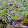 Bentonitový íl – zlepšovač piesočnatej pôdy (20 kg – na 200 Náhľad obrázku produktu 7