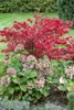 Euonymus alatus, Flügel-Spindelstrauch, 40–60 cm, leuchtend Produktbild-Vorschau 12