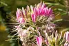 SAFLAX - Eisenkraut - Verbena officinalis - 250 Samen Produktbild-Vorschau 4