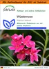 SAFLAX - Garden in the Bag - Sukkulenten - Wüstenrose - 8 Produktbild-Vorschau 1