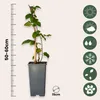 Brombeerpflanzen - 2 Stk - Rubus fruticosus 'Thornfree' - Produktbild-Vorschau 2