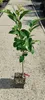 Diospyros kaki 'Cioccolatino' - Sharonfrucht - 2 Liter Topf Produktbild-Vorschau 3