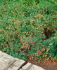 Vaccinium vitis-idaea, Preiselbeere, immergrün, ca. 9x9 cm Produktbild-Vorschau 8