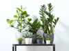 A collection of potted plants on a shelf against a white background. Produktbild-Vorschau