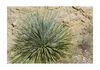 5x Yucca baccata var. Baccata Blaue Yucca Pflanzen - Samen Produktbild-Vorschau 7